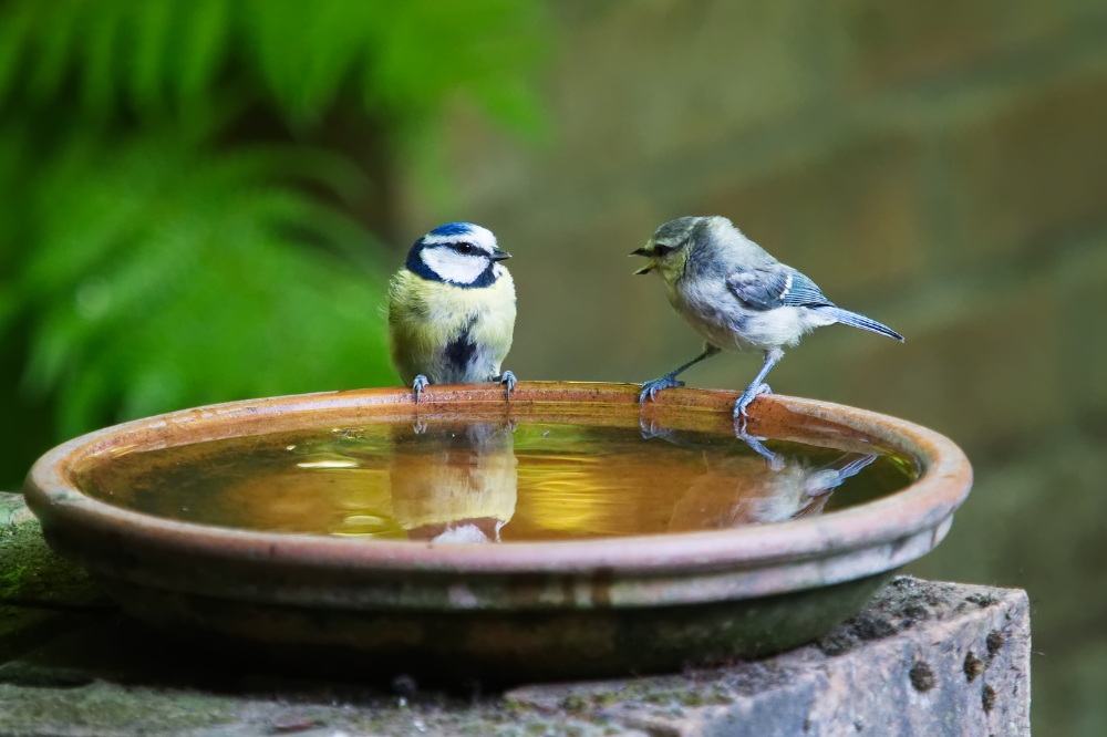 Two little birds on the edge of a bird bath