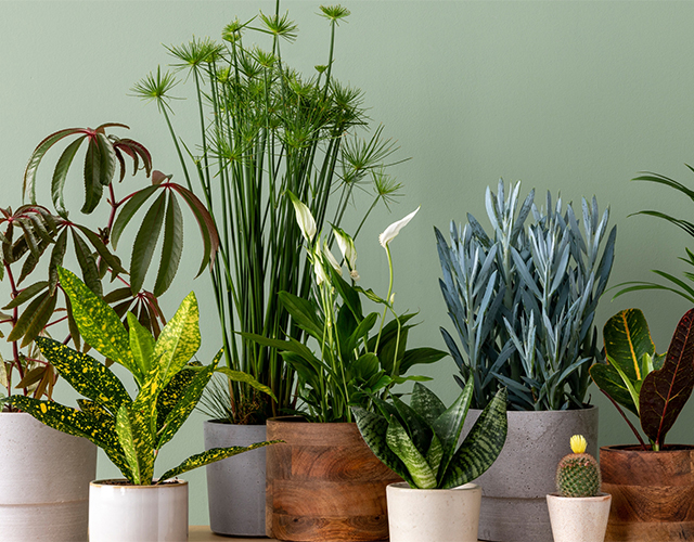 A collection of indoor potted plants in front of a green wall