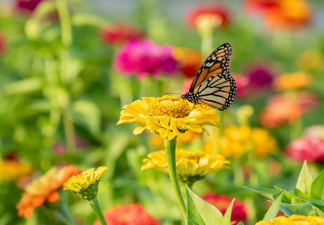 A butterfly on a yellow flower amongst a brightly coloured garden