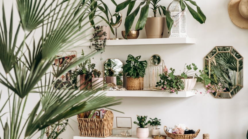 A shelf full of house plants