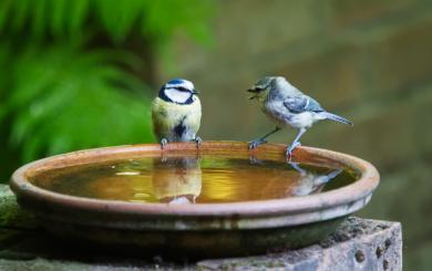 Two little birds on the edge of a bird bath
