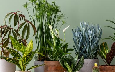 A collection of indoor potted plants in front of a green wall