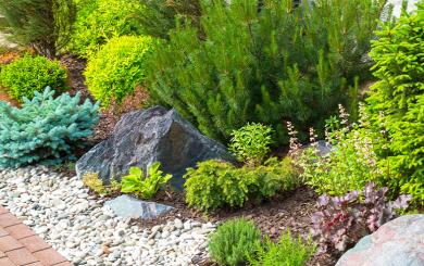 A garden bed with rocks and shrubs