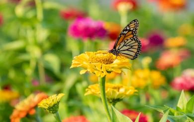 A butterfly on a yellow flower amongst a brightly coloured garden