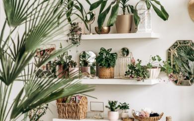 A shelf full of house plants