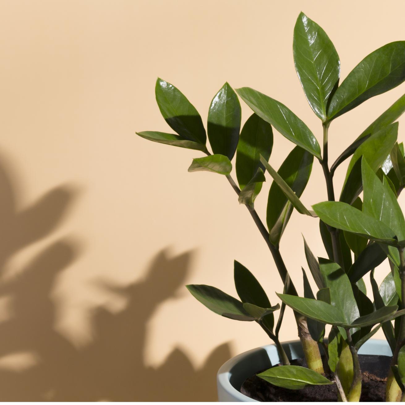 A ZZ Plant (Zamioculcas zamiifolia) potted in a grey pot in front of a beige wall