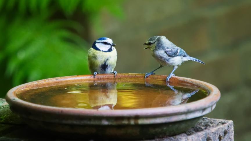 Two little birds on the edge of a bird bath