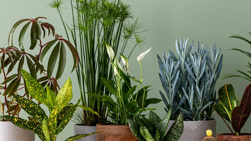 A collection of indoor potted plants in front of a green wall