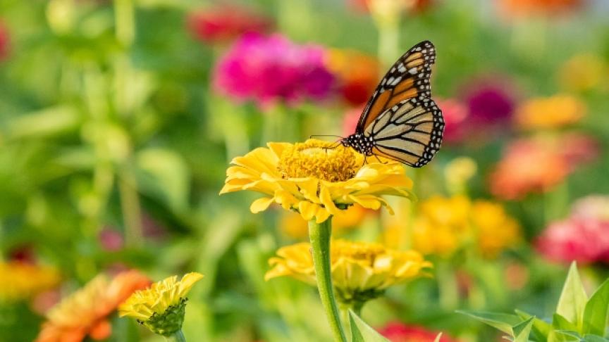 A butterfly on a yellow flower amongst a brightly coloured garden
