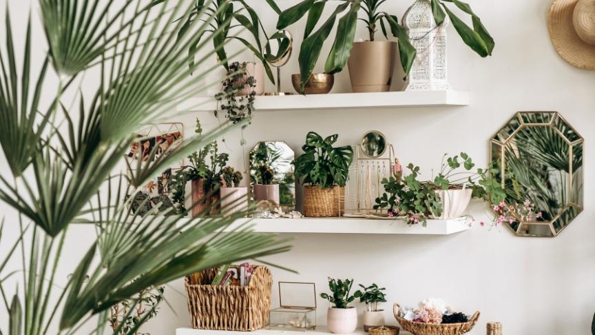A shelf full of house plants